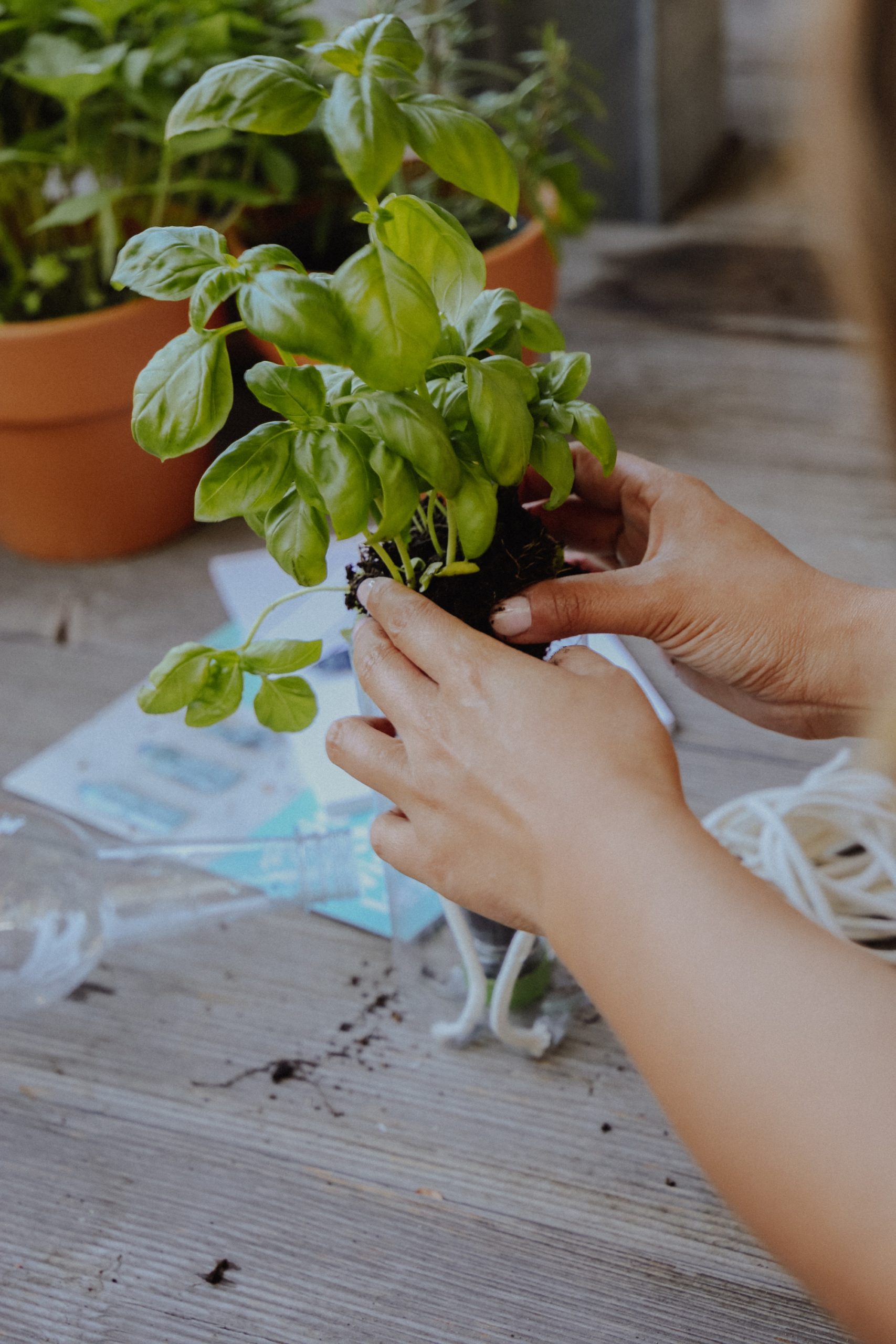 DIY Self Watering Basilikum einpflanzen